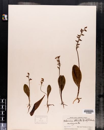 Habenaria