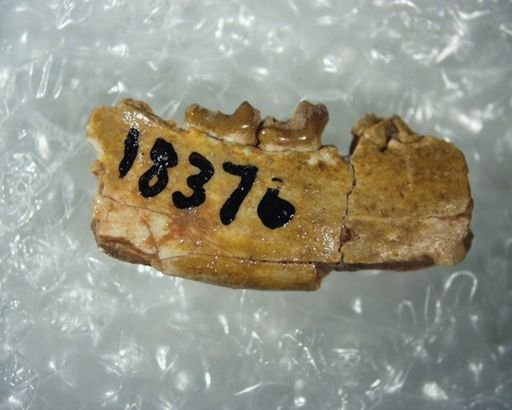 Absarokius abbotti