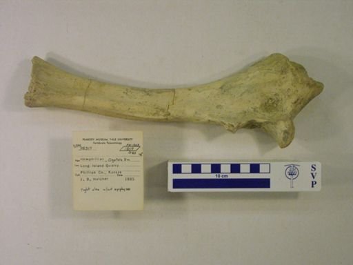 Rhinocerotidae