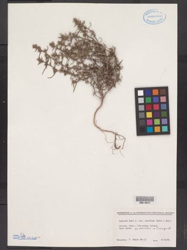 Salsola kali caroliniana