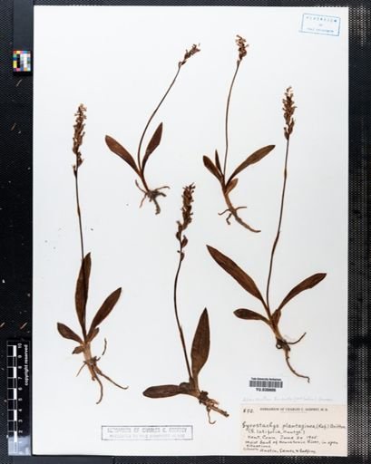 Spiranthes lucida