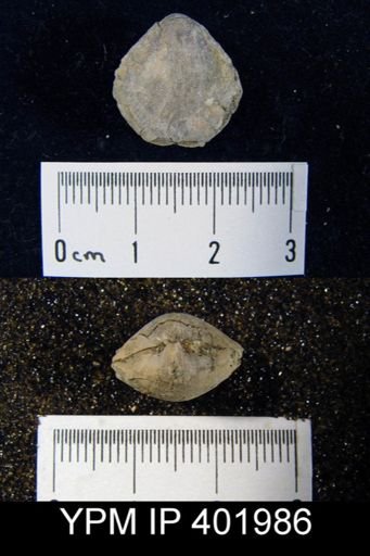 Merista tennesseensis
