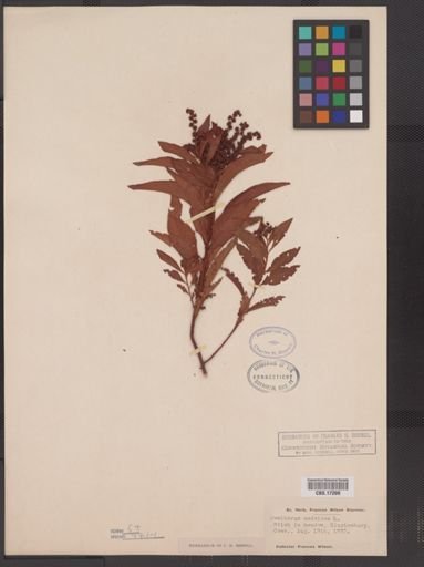 Penthorum sedoides