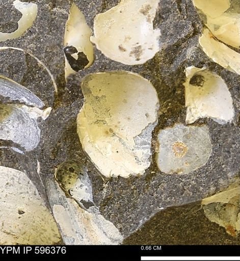Limopsis striatopunctatus