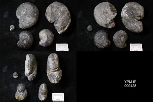 Tropites ursensis
