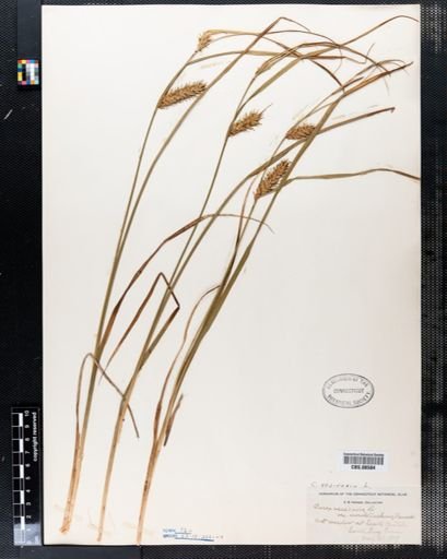 Carex vesicaria