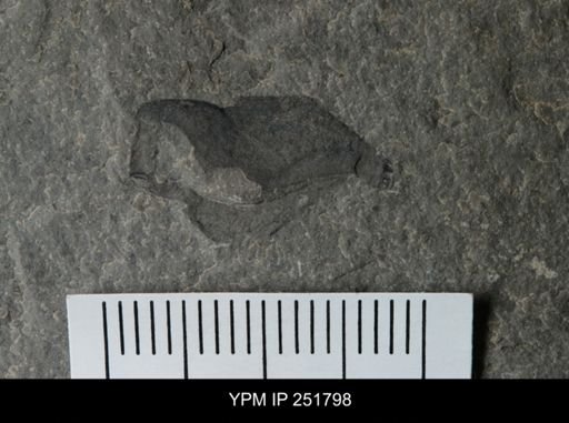 undet. Eurypterida
