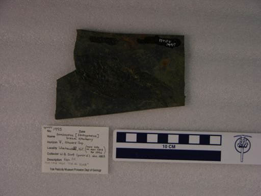 Semionotus brauni