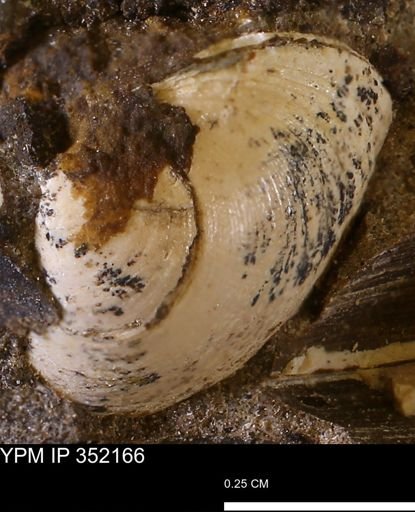 Limopsis striatopunctatus