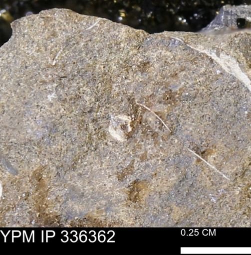 undet. Mollusca