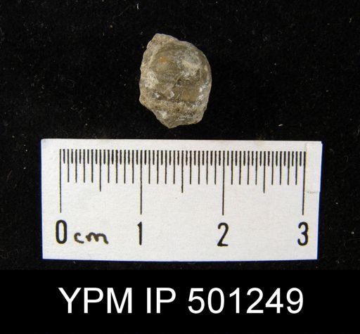 Pustula?