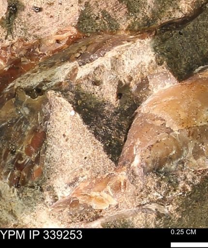 undet. Mollusca