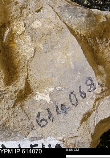 undet. Mollusca