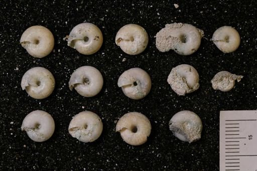 Poecilozonites (Gastrelasmus) circumfirmatus discrepans
