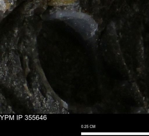 undet. Bivalvia