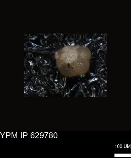 undet. Foraminiferida