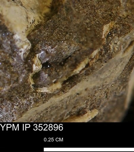 undet. Mollusca