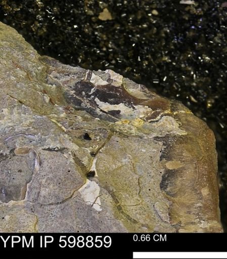 undet. Mollusca