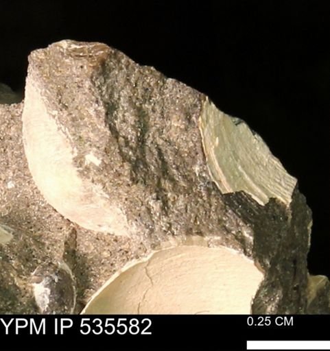 Protocardia subquadrata