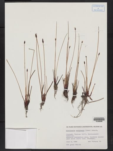 Eleocharis uniglumis