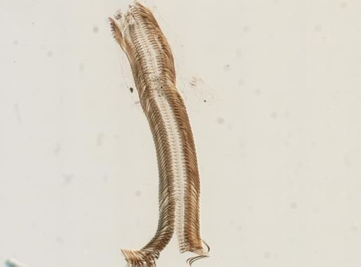 Elimia virginica