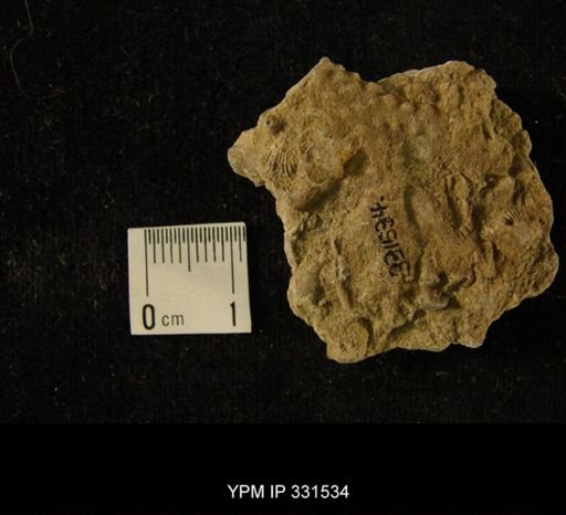 undet. Bryozoa