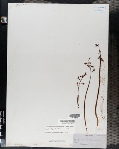 Corallorrhiza