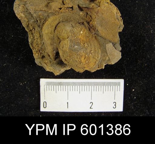 Craniella sp.