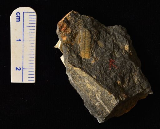Pecopteris falcatus