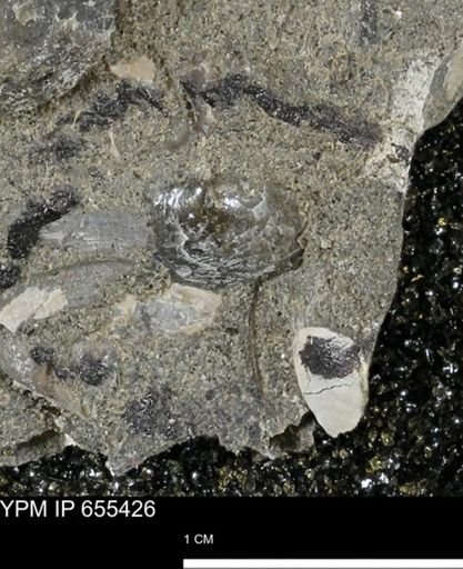 undet. Bivalvia