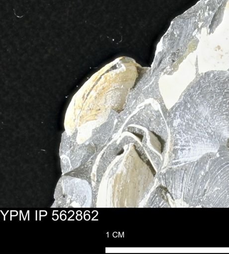 Limopsis sp.
