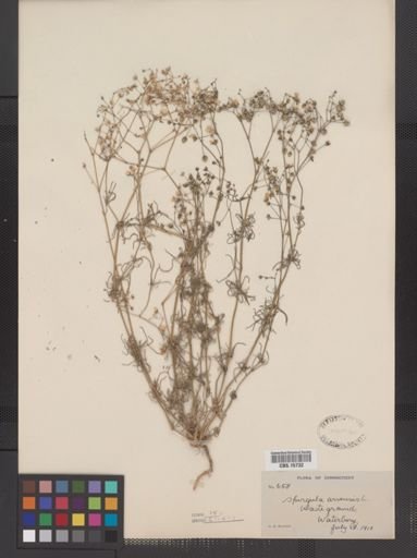Spergula arvensis