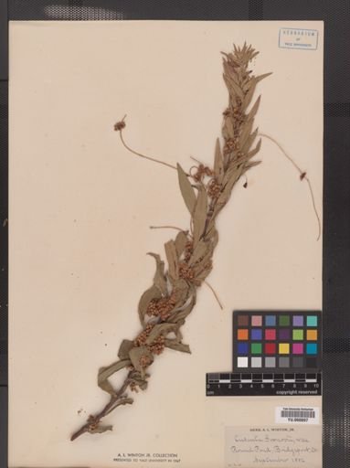 Cuscuta gronovii