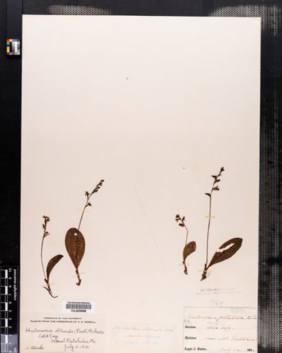 Habenaria