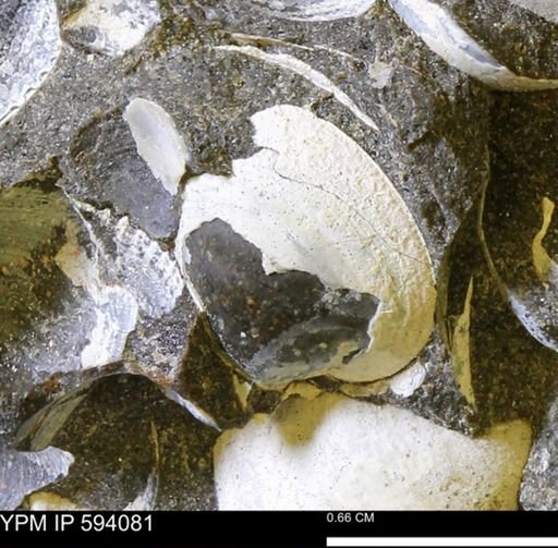 Limopsis? striatopunctatus