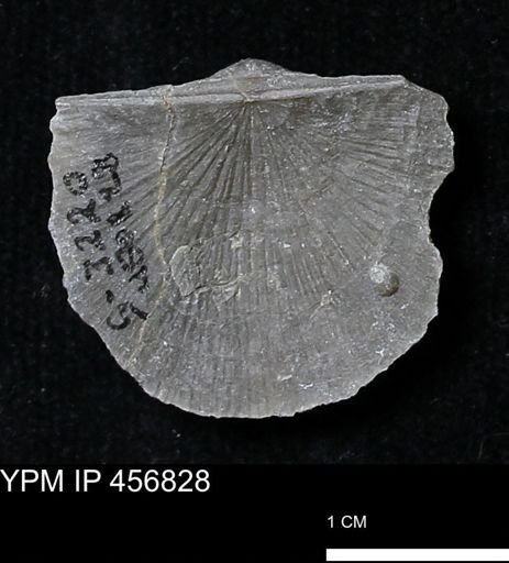 Stropheodonta sp.