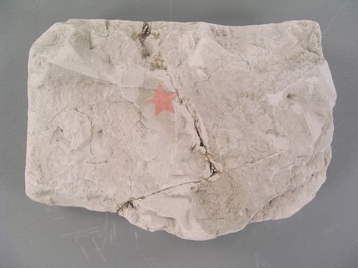 Thyrsopteris brevipennis
