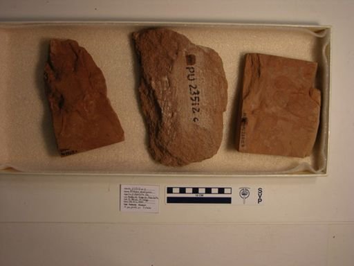 Atreipus acadianus