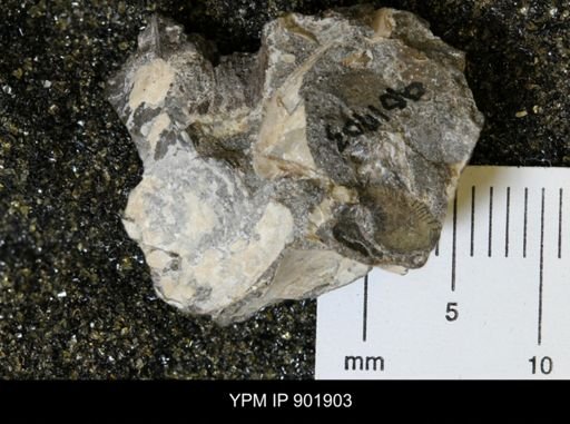 Inoceramus sp.