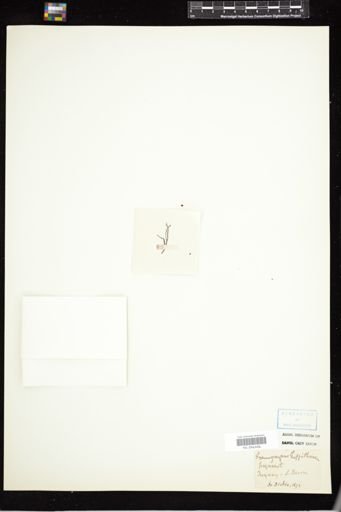 Gymnogongrus griffithsiae