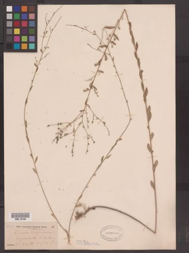 Linum striatum