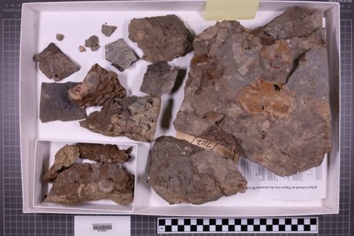 mixed taxa, stratigraphic collection