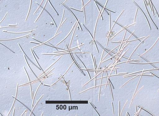 Xestospongia muta
