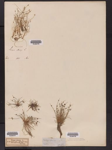Eleocharis