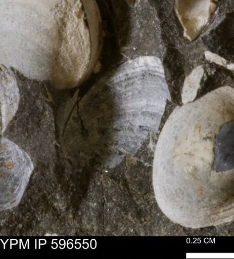 Limopsis striatopunctatus