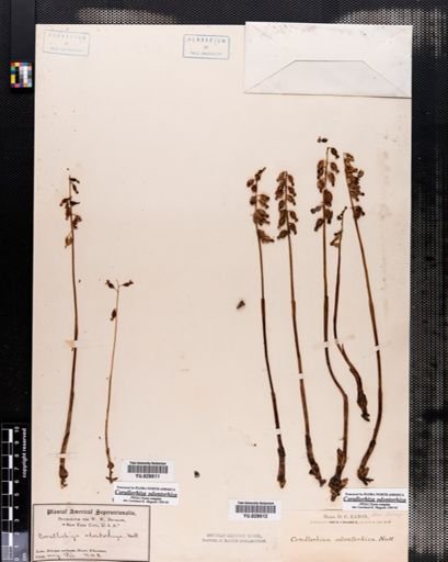 Corallorrhiza