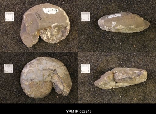 Discoscaphites gulosus