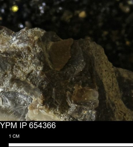 undet. Mollusca