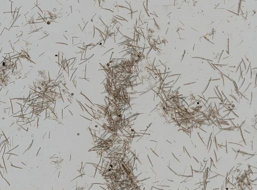 Clathria pennata