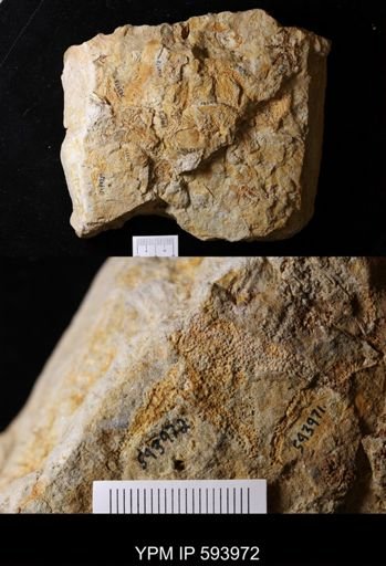 undet. Stelleroidea
